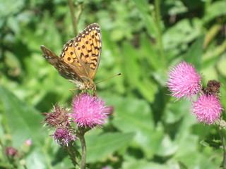 Papillon orange sur fleur violette