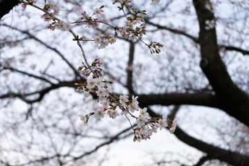 sakura flowers beautiful flower
