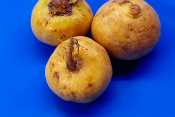 Fresh and healthy turnips in the center. Turnips are lying on a blue background