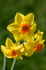 Fototapeta na wymiar yellow daffodils in the garden