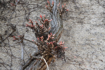 Naklejka premium Parthenocissus virginia creeper on a facade springtime buds