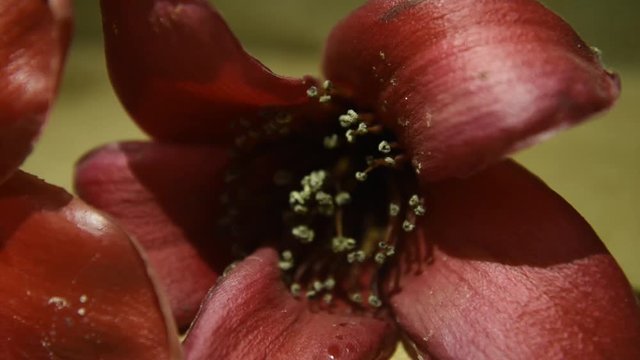 Red Silk Cotton flower Bombax ceiba