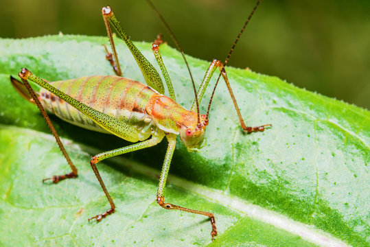 Grasshopper on leaf in nature