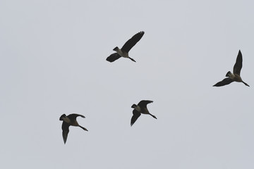 Flock of Canadian Geese in flight, viewed from underneath