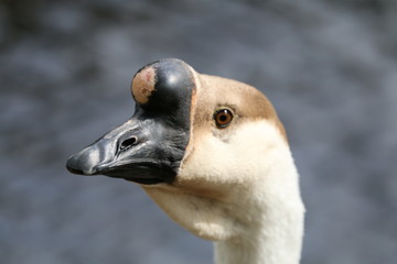 Goose head 
