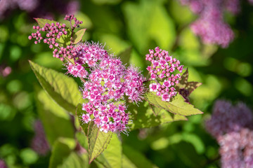 Fototapeta premium Spiraea blooms in the park