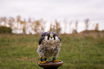 The concept of falconry. Beautiful Falcon on a perch