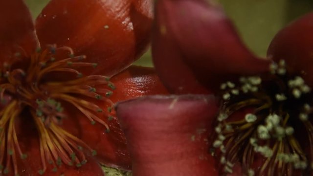 Red Silk Cotton flower Bombax ceiba