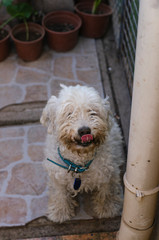 perro con lengua en nariz 