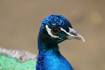 Peacock head 