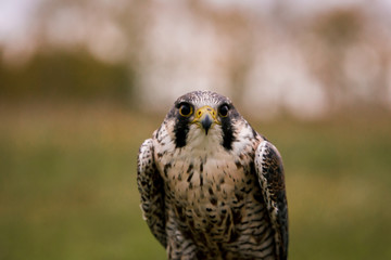 The concept of falconry. Beautiful Falcon on a perch