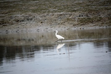 Aigrette