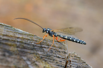Männliche Holzschlupfwespe, Rhyssa persuasoria, auf Totholz, männliche Holzwespe auf Baumstamm, Holzwespen-Schlupfwespen Männchen, Schlupfwespenmännchen auf Totholz