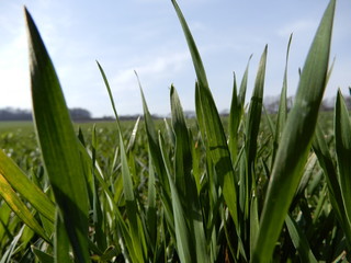 grass on background of blue sky