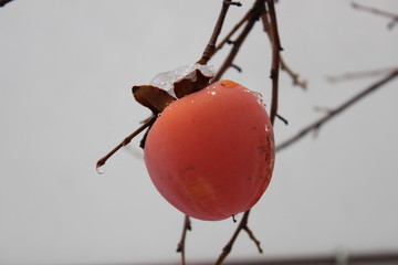 Single persimmon fruit in winter season