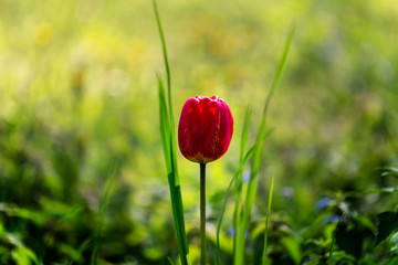 Red tulip flower standing alone in green grass