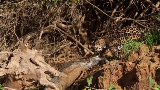 A beautiful jaguar, Panthera onca, drags a large alligator on the river bank among tree trunks after hunting on a sunny summer day in the Pantanal wetlands, Porto Jofre, Mato Grosso, Brazil.