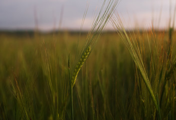 Barley ear on a field at dawn. Beautiful natural background with selective focus.