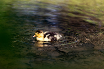 Chick duck sailing in clear water on a creek