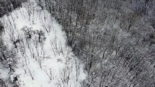Aerial shot above forest in winter season