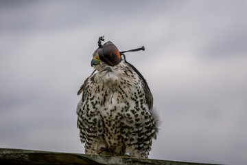 The concept of falconry. Head cap, hood. Beautiful Falcon on a perch