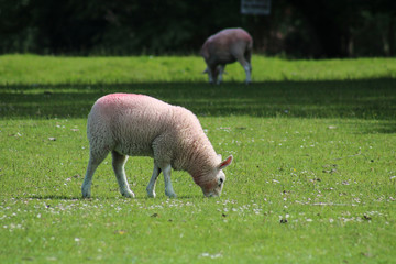 Obraz na płótnie Canvas Sheep in a field