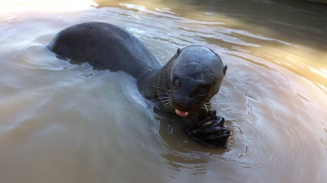 Close up of a hungry giant otter eating a fish holding with its paws in the water of the Cuiaba River in the Pantanal wetlands of Mato Grosso on a sunny summer day. Pteronura brasiliensis.