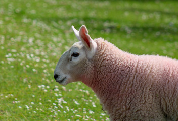 llama in a field