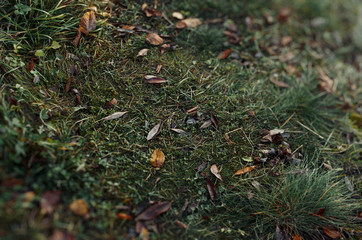Romantic grass texture with fallen leaves. Abstract natural background with vintage toning.