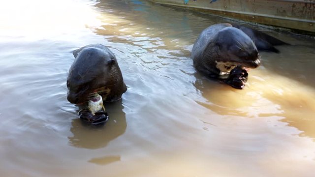 Two hungry giant otters eating fish holding in their paws near the boat in the water of the Cuiaba River in the wetlands of Mato Grosso on a sunny summer day. Pteronura brasiliensis.