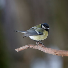 Great tit on branch
