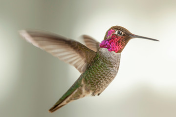 Hummingbird Hovering in a Suburban Backyard