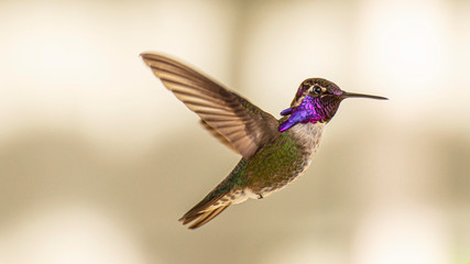 Fototapeta na wymiar Hummingbird Hovering in a Suburban Backyard