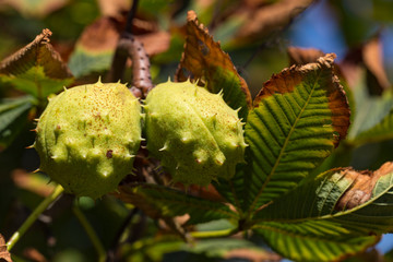 Thorny horse chestnut fruits. Aesculus hippocastanum.
