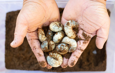 The beetle that was raised as a pet.