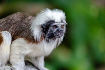 Saguinus oedipus-tamarin pinscher - a small colored monkey with long hair