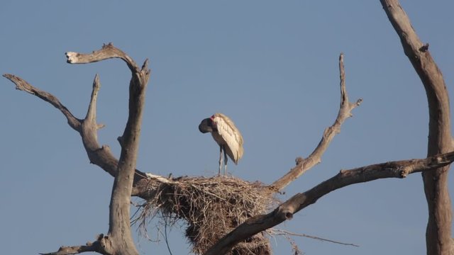 A beautiful Jabiru bird "Jabiru mycteria or Tuiuiu" perched on the top of a dry tree in the Pantanal wetlands on the Transpantaneira road, MT 060, in Mato Grosso with blue sky on a sunny summer day.