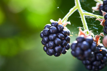 Rape blackberry with Leaves on a Sunny Day of Summer hanging on a brunch in fruit garden