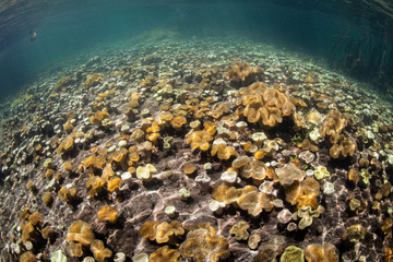 Soft leather corals grow on the shallow seafloor of a mangrove in Raja Ampat, Indonesia. Mangroves in this remote region are ecologically vital, supporting a huge variety of fish and invertebrates.