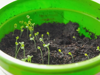 Green seedling appearing from soil in springtime. New life concept. Selective focus on the middle sprouts.