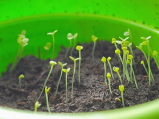 Young seedling in green pot. Small forget-me-not sprouts under sunlight. Selective focus.