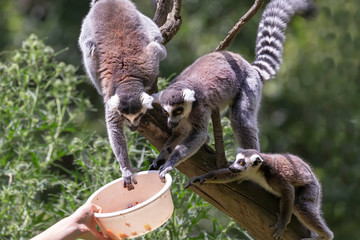 Ring-tailed lemur - Lemur catta, two small monkeys with a long striped tail sitting on a branch and feeding