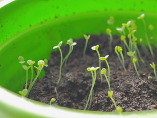 New life beginning concept. Young seedling appearing from soil in springtime. Selective focus.