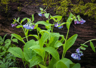 Virginia bluebells sprout on the forest floor next to a decaying log in the spring woods.