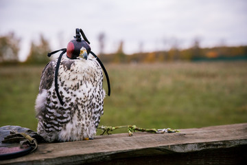 The concept of falconry. Head cap, hood. Beautiful hawk and leather glove on a perch
