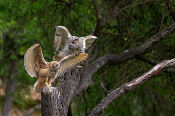 Two owls - Owl and Eagle Owl Large sitting with spread wings on tree trunks in the background are...