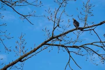 Kormoran sitzt auf Ast im Baum am fr&uuml;hen morgen im Gegenlicht