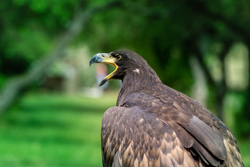 Haliaeetus albicilla - young sea eagle with open beak with beautiful green bokeh