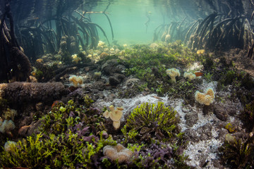 Curved prop roots descend to the shallow seafloor of a mangrove in Raja Ampat, Indonesia. Mangroves in this remote region are ecologically vital, supporting a huge variety of fish and invertebrates.