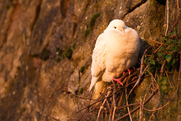 a cold pigeon on a wall